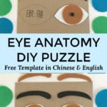 Eye anatomy DIY puzzle for kids - free printable template in Chinese and English
