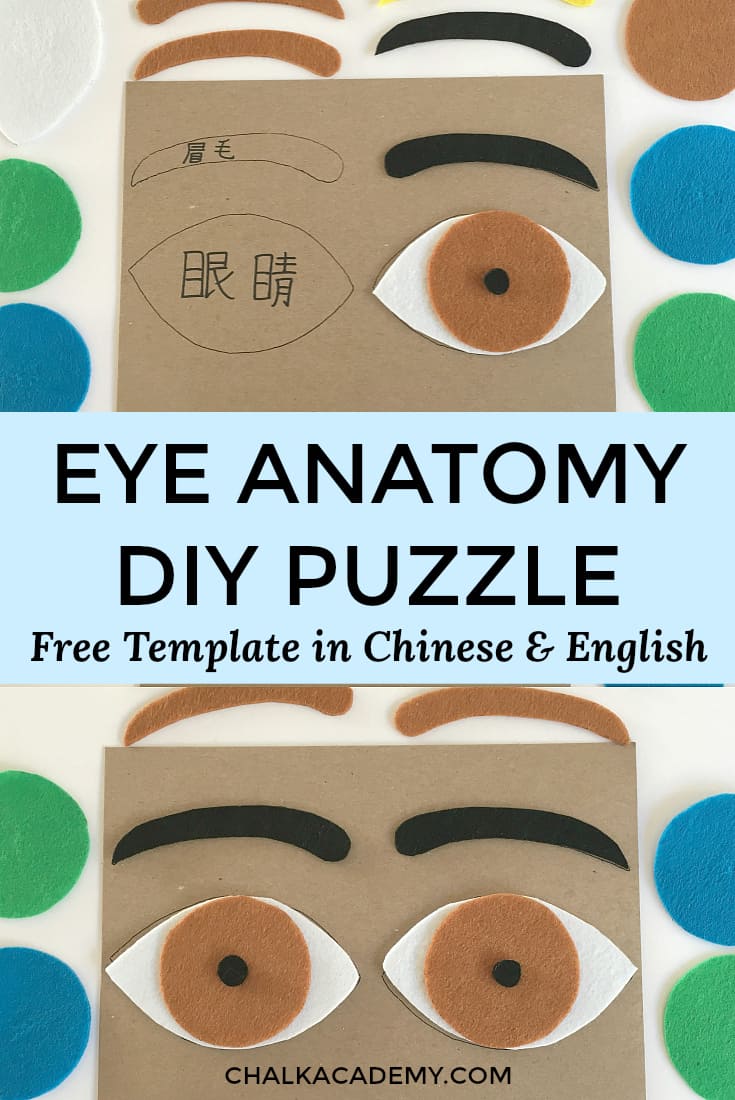 How to Make a Felt Eye Puzzle - Human Anatomy Activity for Kids