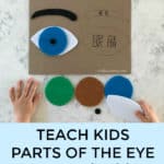 Parts of the eye puzzle - bilingual Chinese/English template
