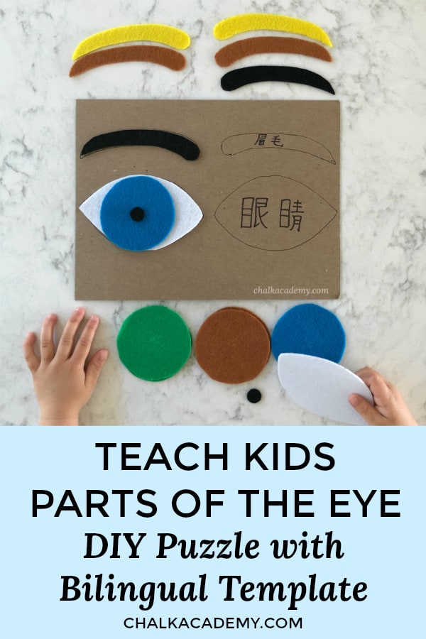 Parts of the eye puzzle - bilingual Chinese/English template