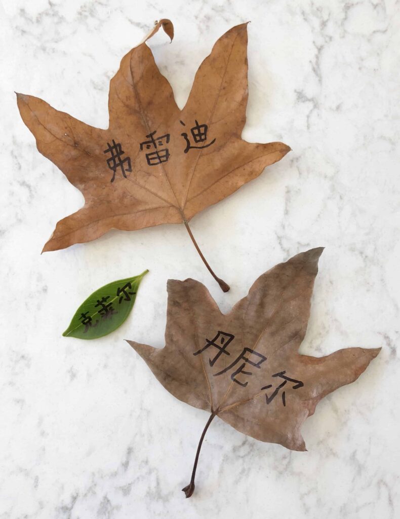 The Fall of Freddie the Leaf 一片叶子落下来 Book Review in English and Chinese - Character role play with nature leaves