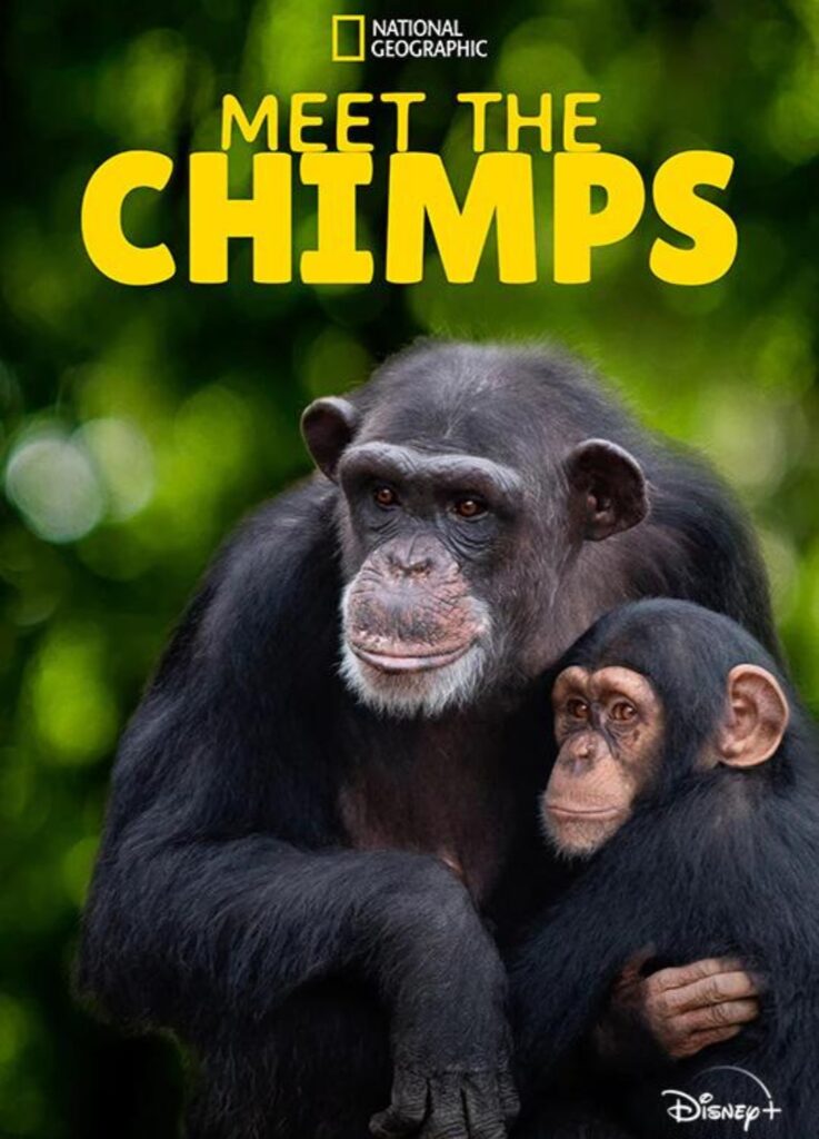 Meet the Chimps Disney Plus National Geographic Animal Show for Kids