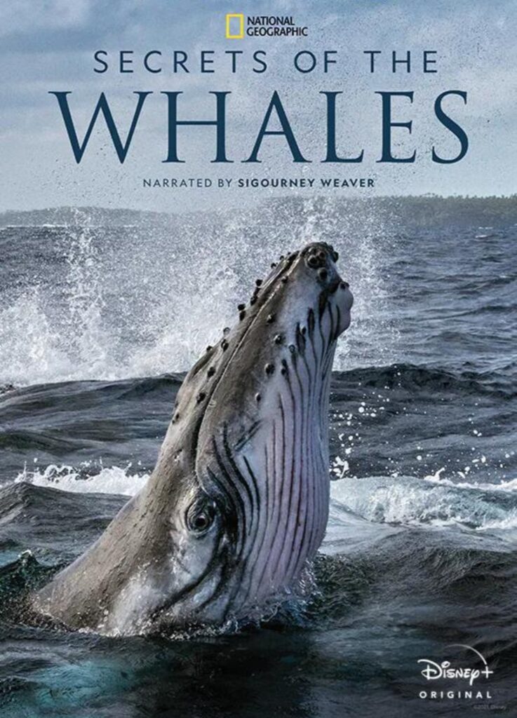 Secrets of the Whales Disney Plus National Geographic Animal Show for Kids