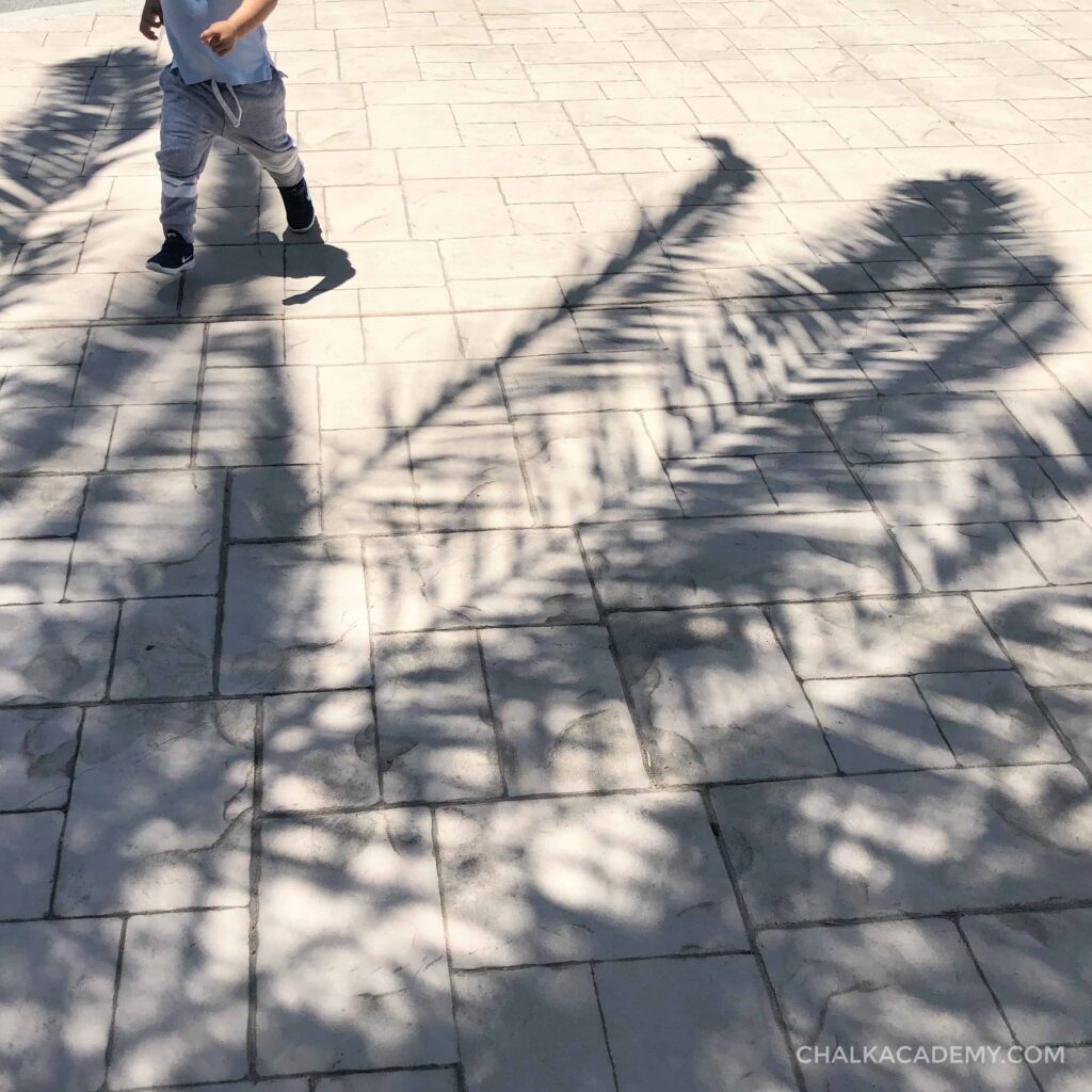 Palm leaf shadows