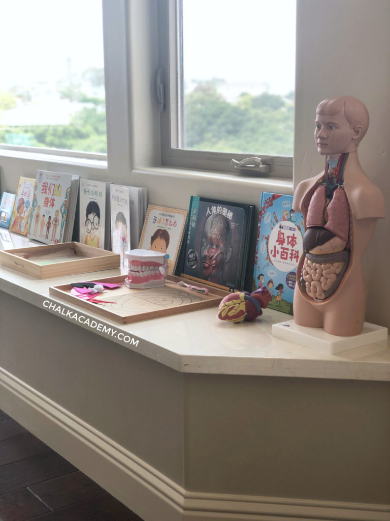 Our Montessori inspired homeschool: human anatomy learning area. From right to left: 3B Scientific Mini-Torso model; heart model from my husband's work; dental model; DIY mouth puzzle; 影响孩子一生的健康书 ; 佐古百美 Books