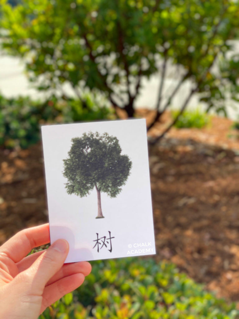 Chinese word tree Montessori flashcard in nature
