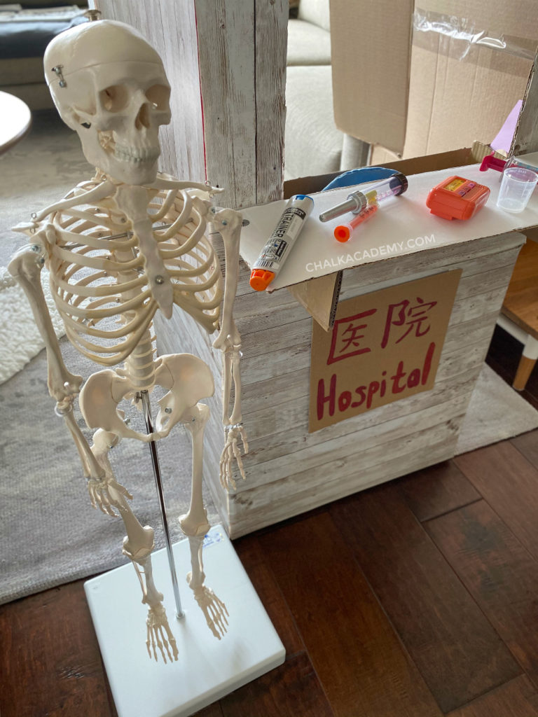 Realistic skeleton - human body science gifts for kids and adults, doctors, nurses, physical therapists, health care providers