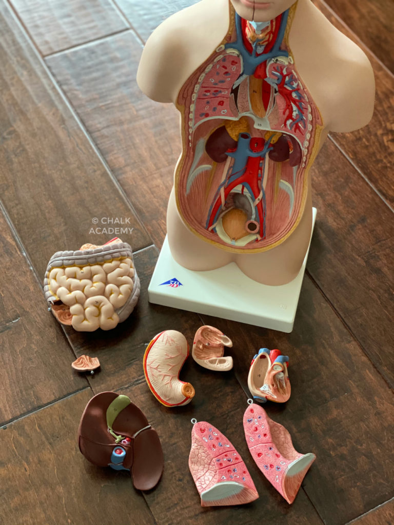 Human body anatomy model - science gifts for kids and adults, doctors, nurses, physical therapists, health care providers
