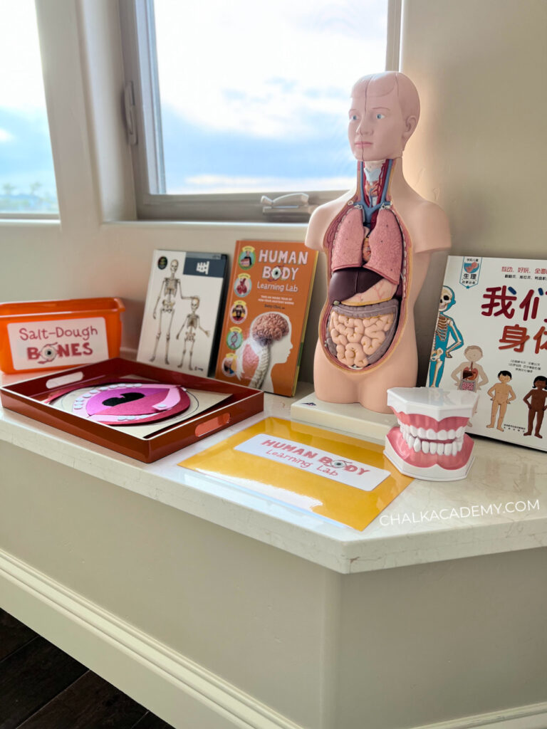 Montessori homeschool - Human anatomy learning toys and books