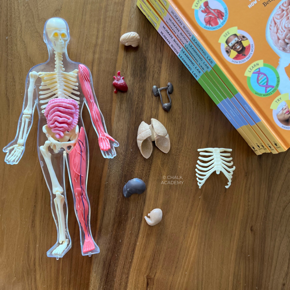 mini squishy human body toy and anatomy books for kids