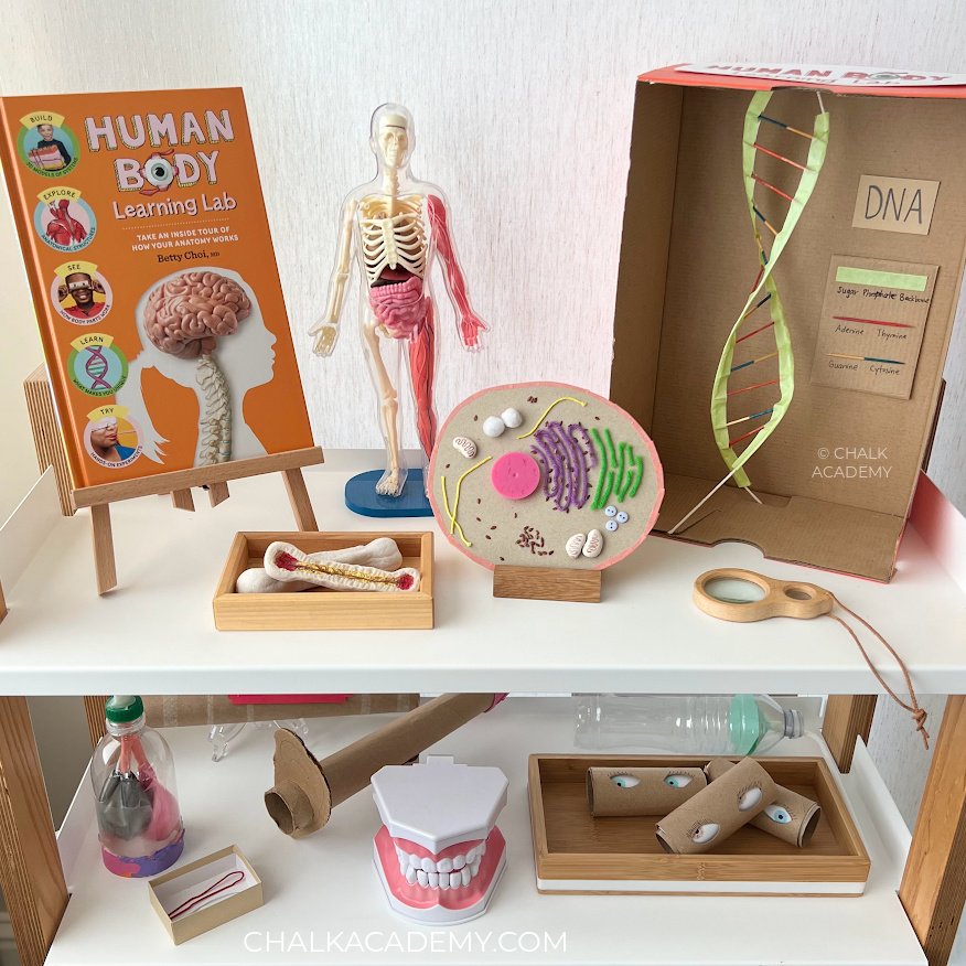 Human anatomy toys, children's human body book, best science gifts for kids